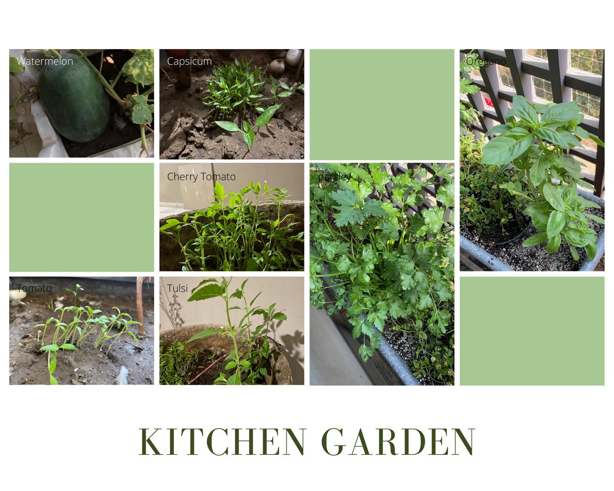 With the increasing demand and awareness about Kitchen Garden, over past three months, I had conducted workshop on Kitchen garden under mini grant project sponsored by @PeaceFirstOrg. #socialentrepreneurship #kitchengarden #HealthyFood