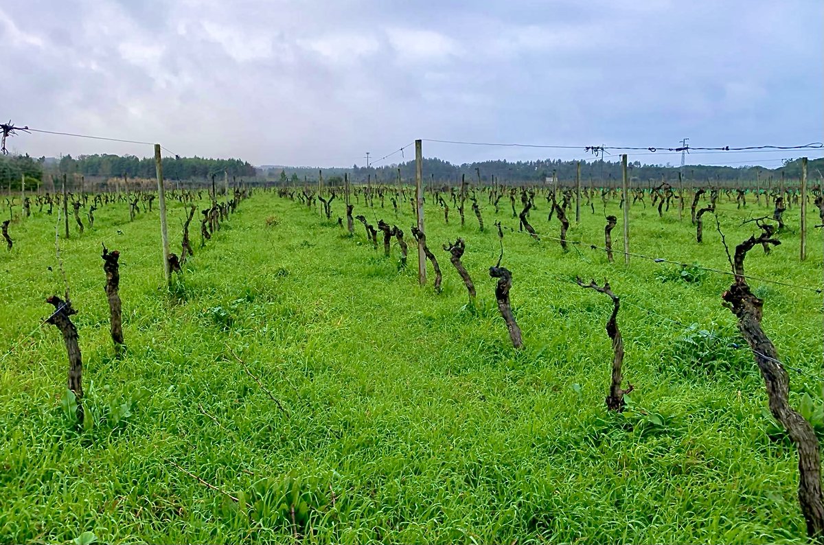 Morning rain in Bairrada at Quinta da Lagoa. A vineyard of Maria Gomes and Bical old vines for our V.V. 
Nature at it's best!
 #QuintadeBaixo #Bairrada #oldvines #vineyards #NiepoortEffect