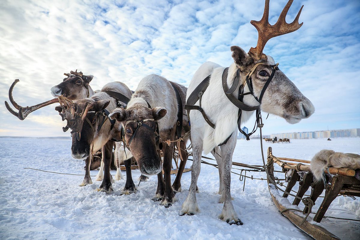 Саха олень