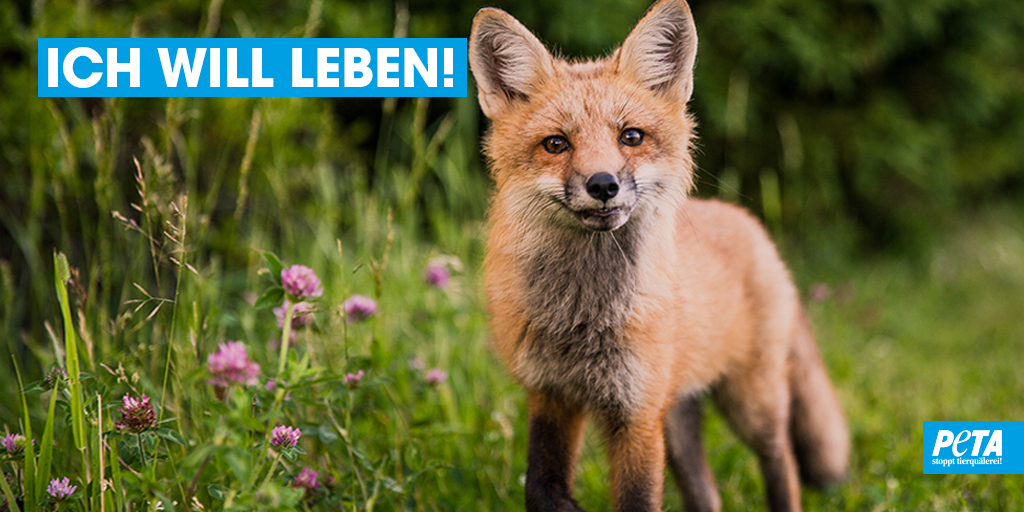 PETADeutschland's tweet image. Jahr für Jahr werden über 400.000 #Füchse in Deutschland von #Jägern getötet. Doch wer sich informiert, weiß: Für die Fuchsjagd gibt es absolut KEINE Rechtfertigung!
Bitte unterstützt uns dabei, die #Fuchsjagd endlich zu beenden! 🙏 #Fuchswochen

action.peta.de/page/76250/don…