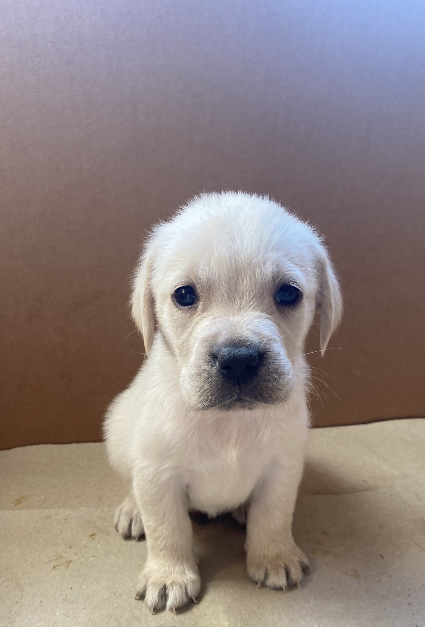 15 days old store labrador puppy