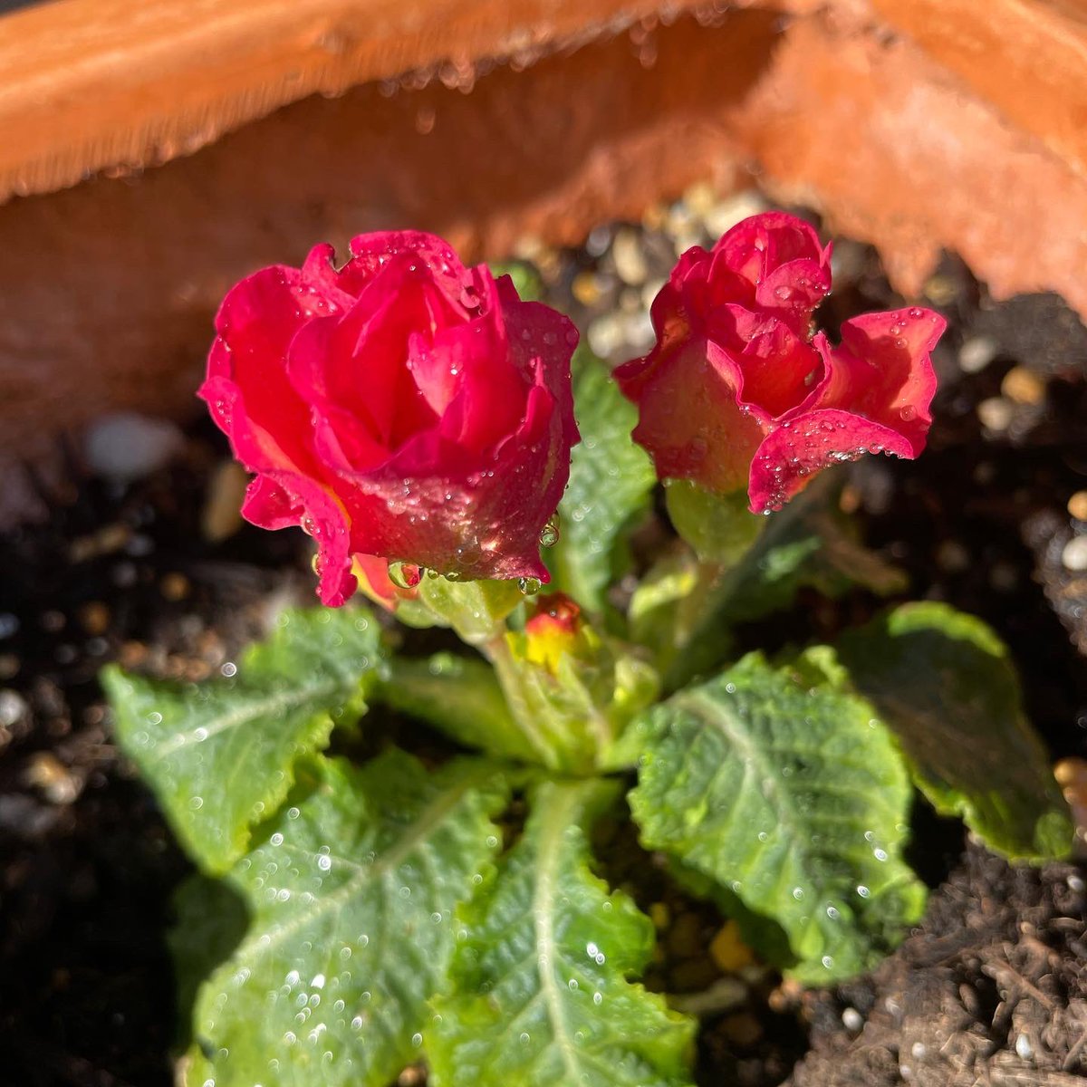 Anna ジュリアンが咲き始めました 薔薇のように咲くのでとても綺麗で可愛らしいお花です プリムラ ジュリアンの花言葉は 青春の喜びと悲しみ だそうです 薔薇咲き ジュリアン お花 プランター 咲いた Anna ジュリアンが咲き始めました 薔薇のように咲くのでとても綺麗で可愛らしいお花です プリムラ ジュリアンの花言葉は 青春の喜びと悲しみ だそうです 薔薇咲き ジュリアン お花 プランター 咲いた