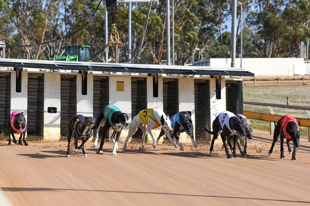 MARKET OPEN Shima Shine $2.50 'All In' favourite for the Horsham Cup on the night of Saturday, March 6. tab.com.au/racing/2021-03…