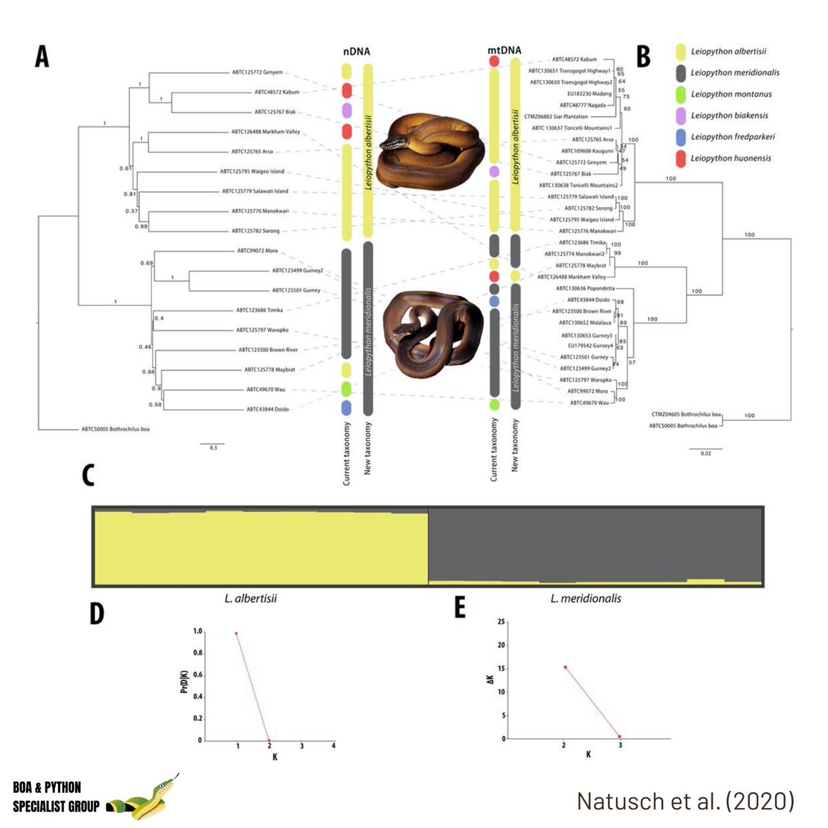 IUCN_SSG's tweet photo. #morphological and #molecular support for only two species of #leiopython rather than six has significant implications for studies of #ecology and #evolution, but most notably for their #conservation. Read the revision by Natusch et al. (2020) doi:10.1016/j.ympev.2020.106960 🐍 https://t.co/Ay0alVnmt8