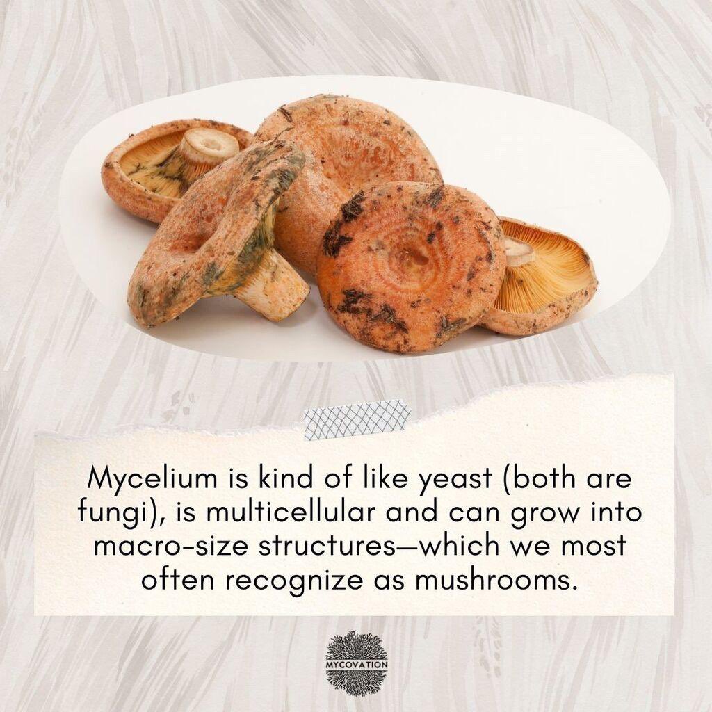 #Mycovation #foodtech #Mycelium #thefutureoffood #nutritious #minimalprocessing #affordable #alternativeprotein #vegan #lowcarbonfootprint #circulareconomy #sustainability