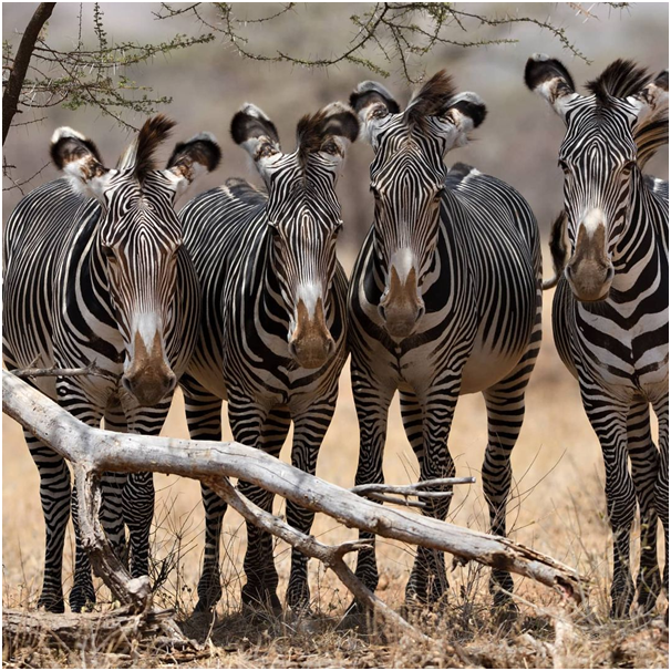 TrevaronTravel's tweet photo. Gravy's Zebras taking shelter under a tree at midday.

#gravyszebrasamburu #kenyasafari #visitkenya #wildlifephotography #wildlifeonearth #wildlifeofinstagram #zebrasofinstagram #zebrastripes  #wildlifephotography #kenyawild #trevarontravelandoturs https://t.co/EeqOdH3Rsn