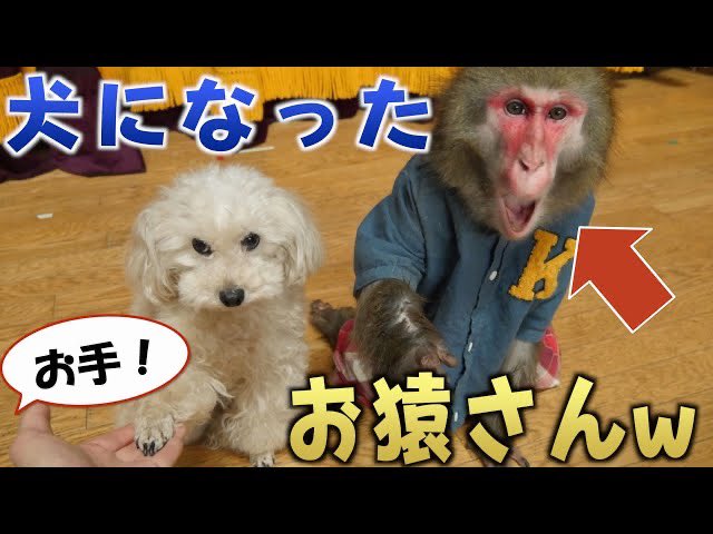 プーキーズ A Twitter 動画公開 犬化したカイくん面白すぎるw 犬と一緒に生活するとお猿さんは 犬のまね をするようになります T Co Qpn1acxsx3 T Co Ieplvnlguk Twitter