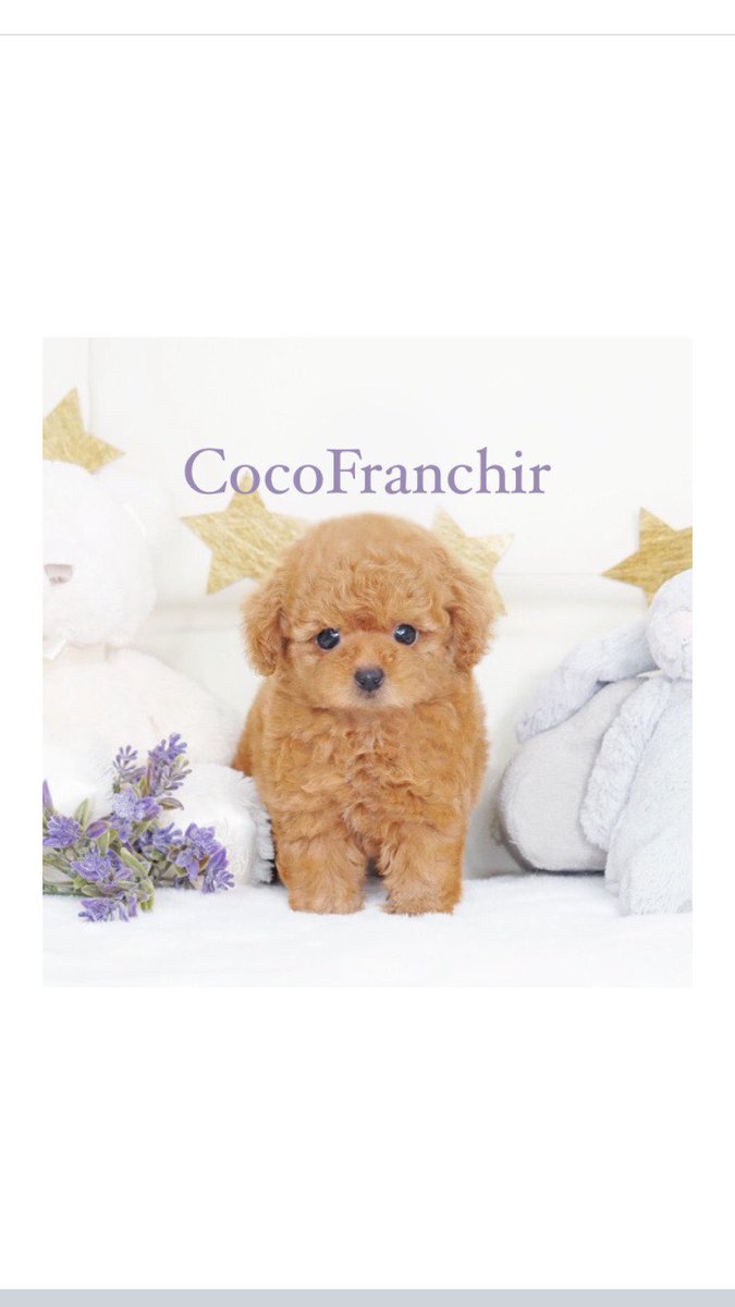 ココフランシール はじめまして 大阪南堀江にありますティーカッププードル マイクロティーカッププードルのブリーダーズショップ ココフランシール 2 22にオープンしました 可愛い子犬がお待ちしております ぜひぜひお問い合わせください