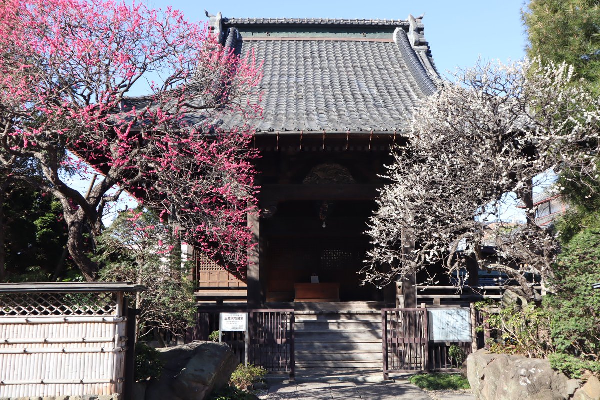 UrawaSCPR's tweet image. 浦和区内にある古刹 「玉蔵院」の梅花が見頃です📷
紅白揃ってめでたい!何か良いことが起こりそうです♪
玉蔵院は桜の名所としても名高く、樹齢100年以上のしだれ桜は毎年美しい姿を見せてくれます✨
4月初旬が見頃予定です☺️🌸
#うらまちフォト #浦和区 #玉蔵院 #梅 #しだれ桜