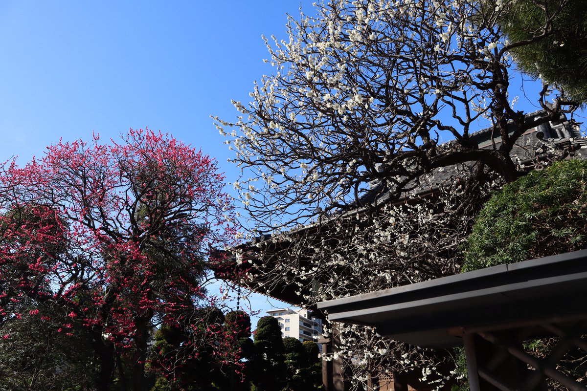 UrawaSCPR's tweet image. 浦和区内にある古刹 「玉蔵院」の梅花が見頃です📷
紅白揃ってめでたい!何か良いことが起こりそうです♪
玉蔵院は桜の名所としても名高く、樹齢100年以上のしだれ桜は毎年美しい姿を見せてくれます✨
4月初旬が見頃予定です☺️🌸
#うらまちフォト #浦和区 #玉蔵院 #梅 #しだれ桜