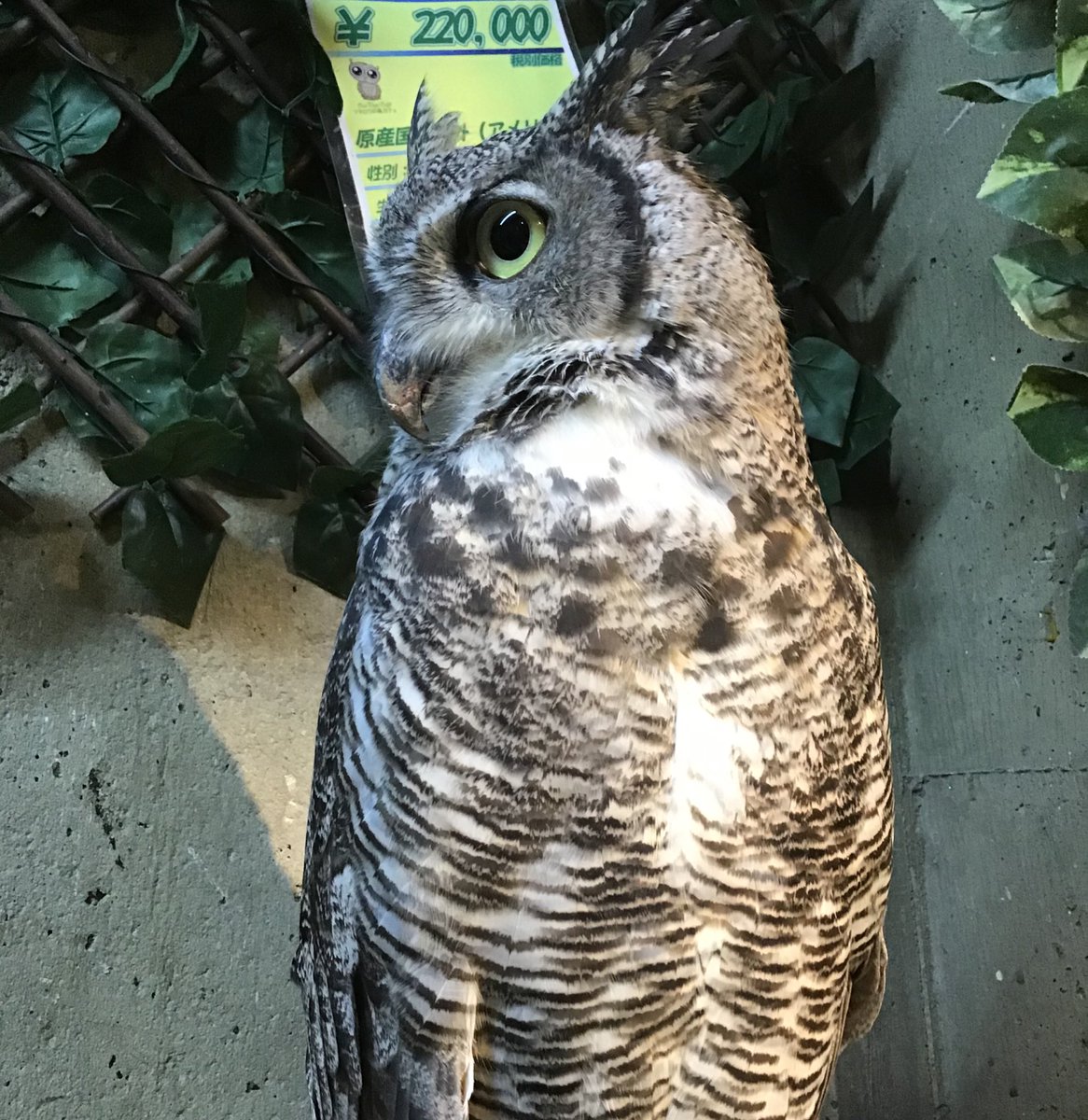 フクロウの巣カフェ 公式 Owl Cafe かっこいいお顔のアメリカワシミミズク 存在感があっておとなしい子をお探しのお客様にオススメです 2000円 税別 で販売中です お問い合わせお待ちしております 東京都台東区上野4 5 11安富ビル3f 03 5817