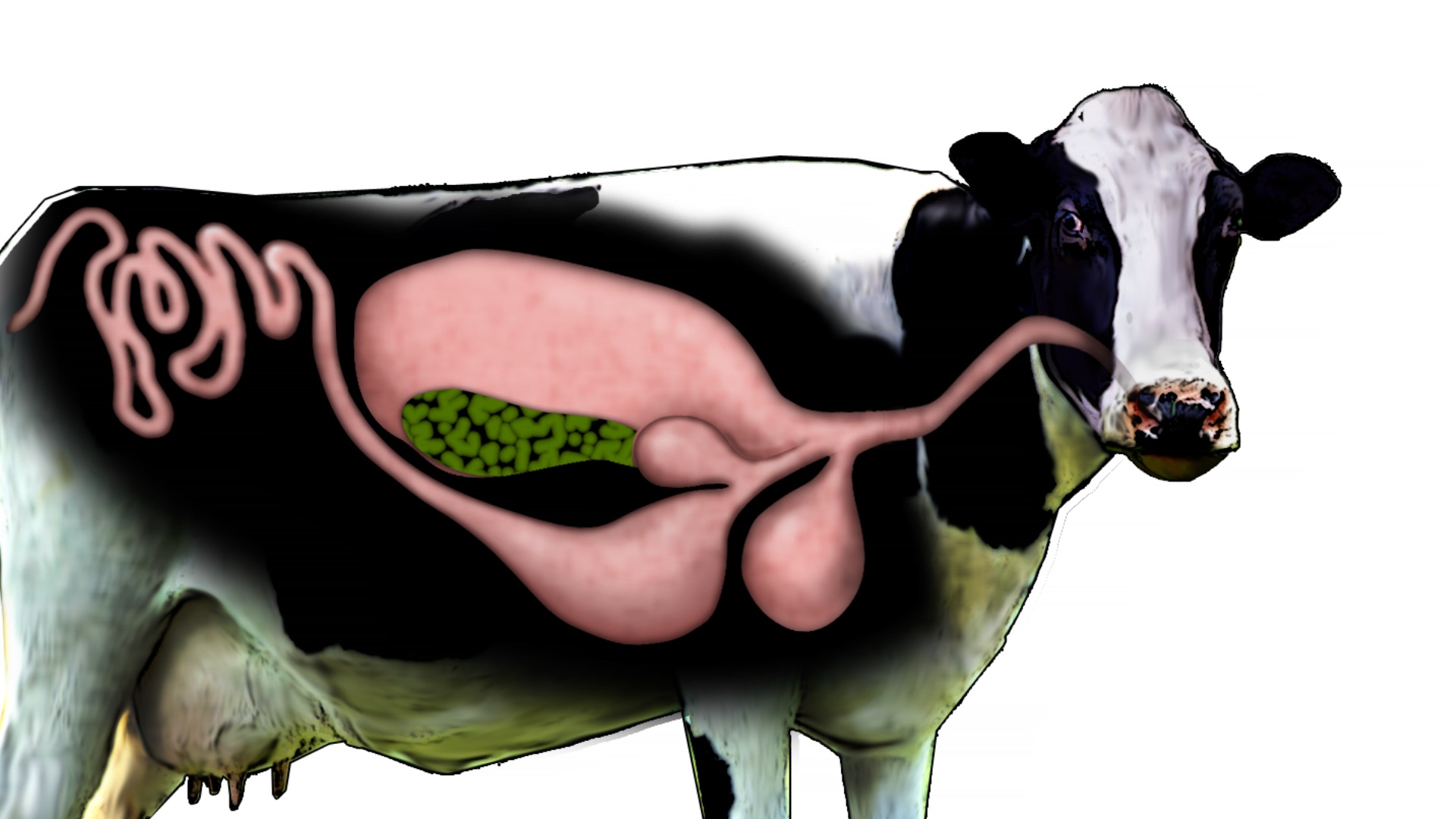 Cetosis vacas prevencion tratamiento
