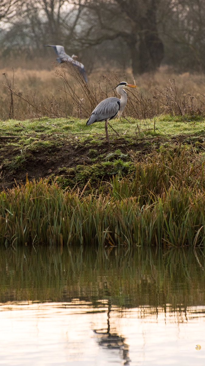 VeronicaJoPo's tweet photo. The Herons yesterday along the river Great Ouse.
‘By going and coming, a bird weaves its nest. ~ Ashanti’
#Herons #Heron #wildlife #buildinganest #ElyRiverside https://t.co/x1eYIIQXvy