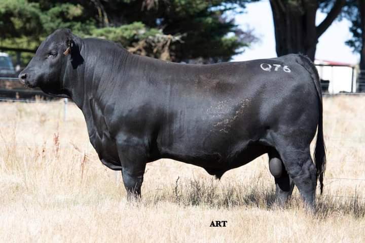 Lot 21. Adameluca Quadrant Q76 sells Feb 26th at the Adameluca Angus Bull Sale. 42 bulls sell. Sale info &amp; catalogue at: studstocksales.com/events/adamelu…
Sale interfaced with AuctionsPlus.