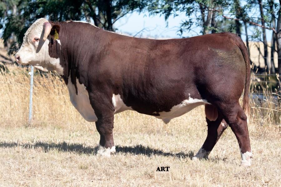 Lot 21. Glendan Park Quarterback Q027 sells Feb 26th at the Glendan Park Herefords Bull Sale. 42 bulls sell. Sale info &amp; catalogue at: studstocksales.com/events/glendan…
Sale interfaced with AuctionsPlus.