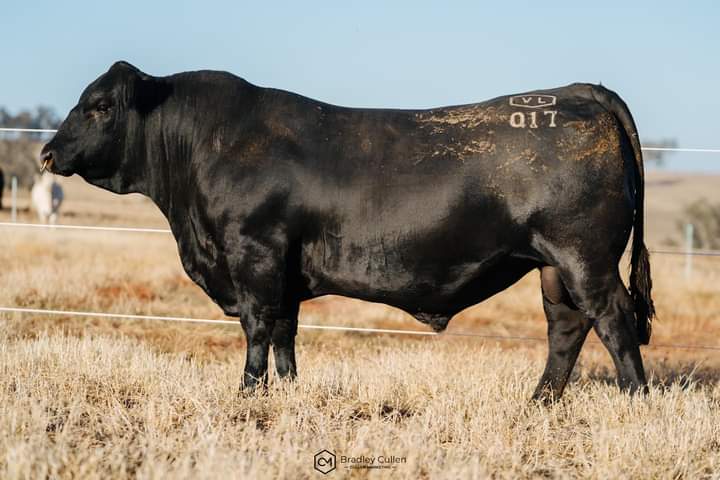 Inaugural Venturon Livestock Bull Sale Feb 26th. 8 Murray Grey, 22 Charolais &amp; 10 Angus bulls sell. Sale details &amp; catalogue at: studstocksales.com/events/venturo…
Sale interfaced with AuctionsPlus.
Lot 11. Ventruron Questions Asked Q17 sells.