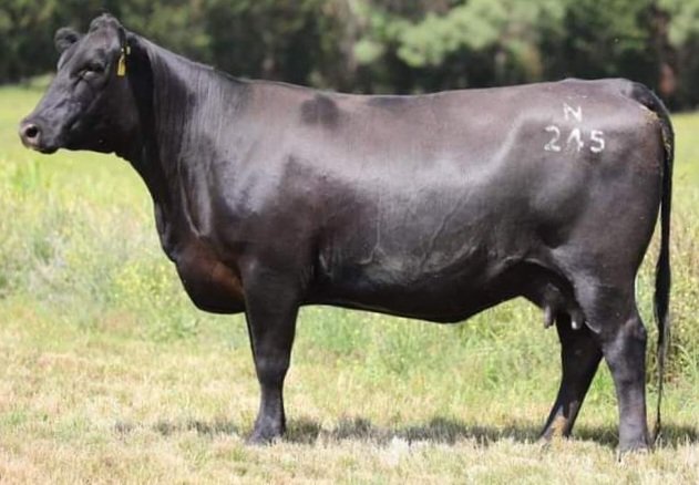 Dulverton Angus Female Sale March 10th. 58 females sell. Sale details &amp; catalogue at: studstocksales.com/events/dulvert…
Lot 9. Dulverton Pixie N245 sells.
Sale simulcast live via Elite Livestock Auctions.