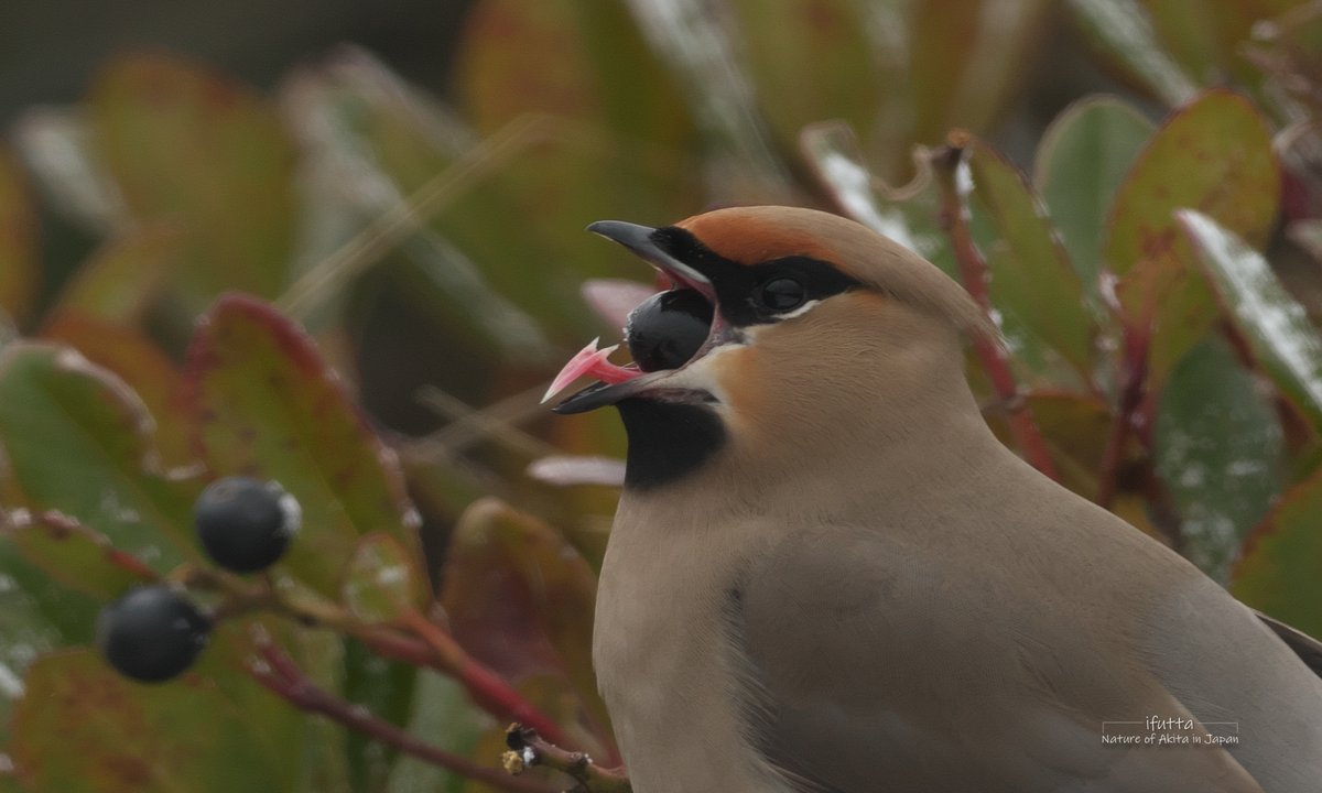 鳥が実を食べる時にちらっと見える舌の形が予想外でなんかびっくり ギャオスの頭みたいな形状 Togetter