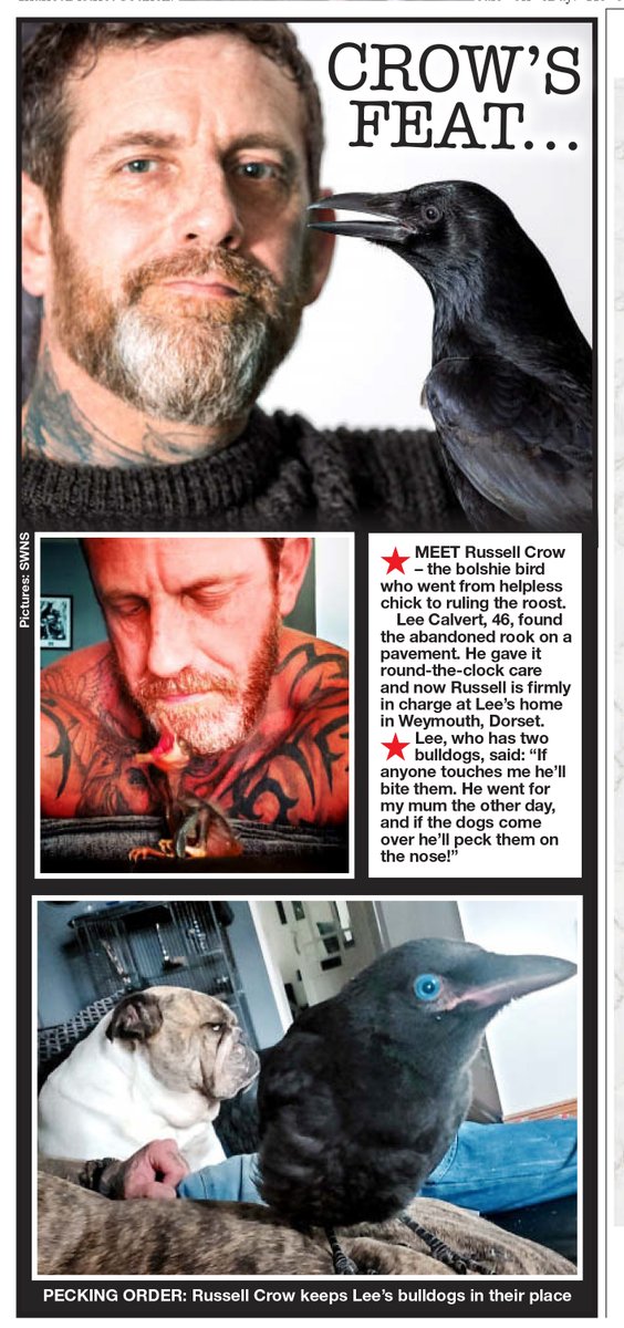 If you are going to have a pet crow then there is really only one name for him... meet Russell <a href="/SWNS/">SWNS.com</a>