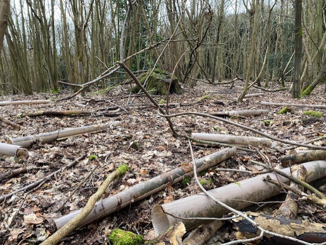 aplastic_planet's tweet photo. Ever wonder where those #plastic sapling protectors end up? 

No plan is put in place to remove them - so they often end up littering the floor of the forest. #plasticforest https://t.co/1pLsvV3XeP