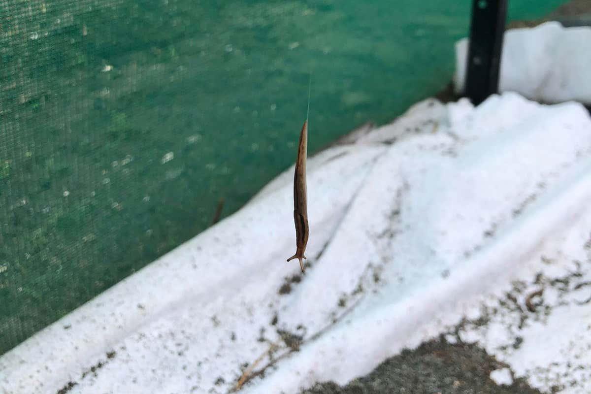 newscientist's tweet image. In a world first, a slug in Australia has been recorded descending from a fence post to the ground by sliding down a thin thread of slimy mucus bit.ly/3siM8Cz