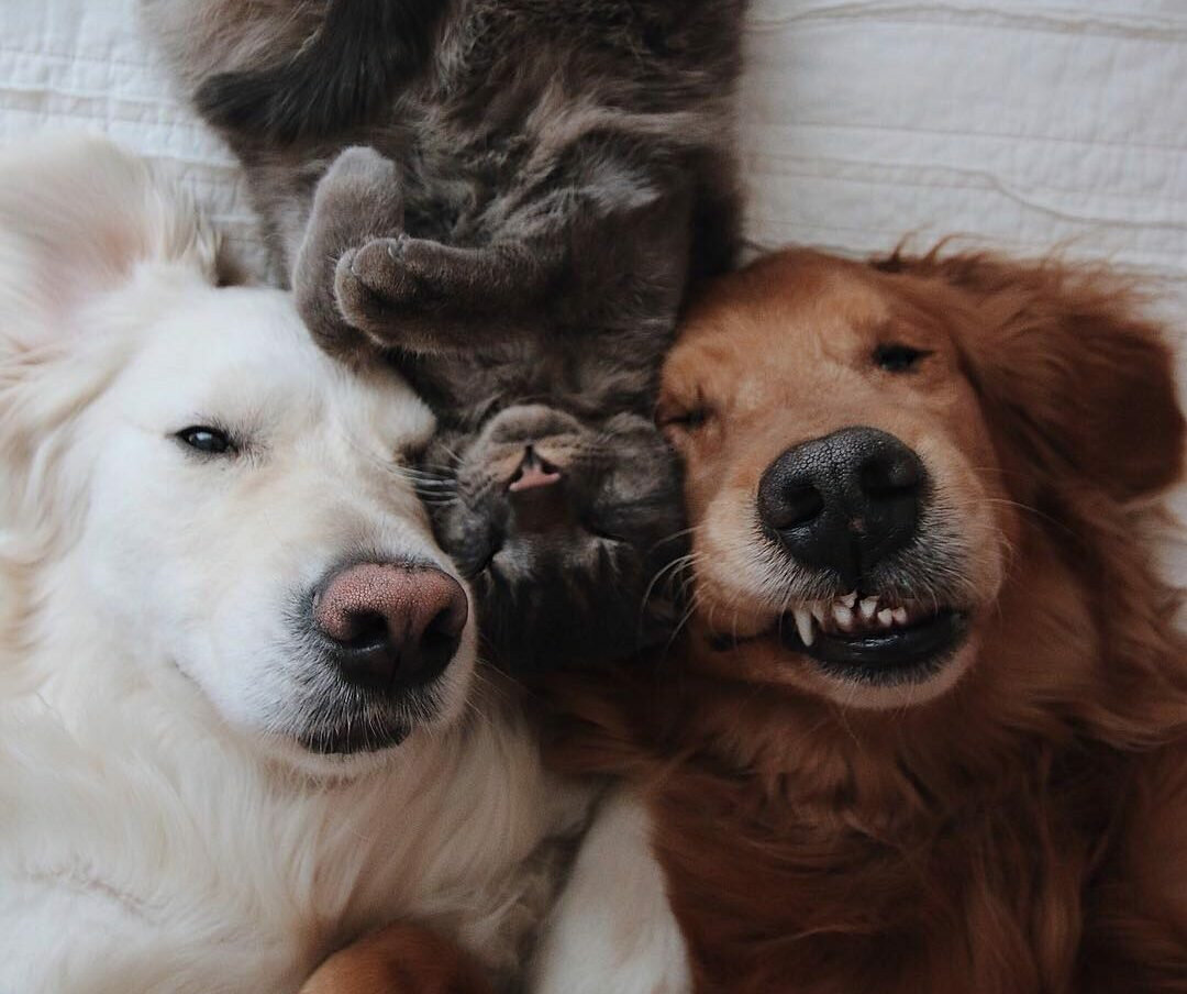 Собачий приют в тольятти. Добрый дом животные. Добрый дом животные. Приют, тольятти. Немецкая овчарка дауфмана.