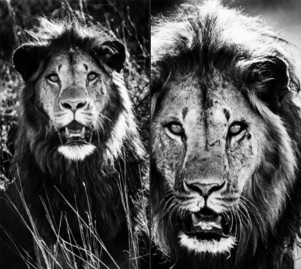 laurentbaheux's tweet photo. Le saviez-vous ? Les lions, emblèmes d’Afrique de l’est, sont en net recul. Il ne reste plus que 2 000 individus au Kenya, contre 20 000 il y a 50 ans.
En cause, les populations qui les empoisonnent pour défendre cultures et bétail
Lions, Kenya oct 2020 - https://t.co/GASBoizTCv https://t.co/aZYpN5Mq2U