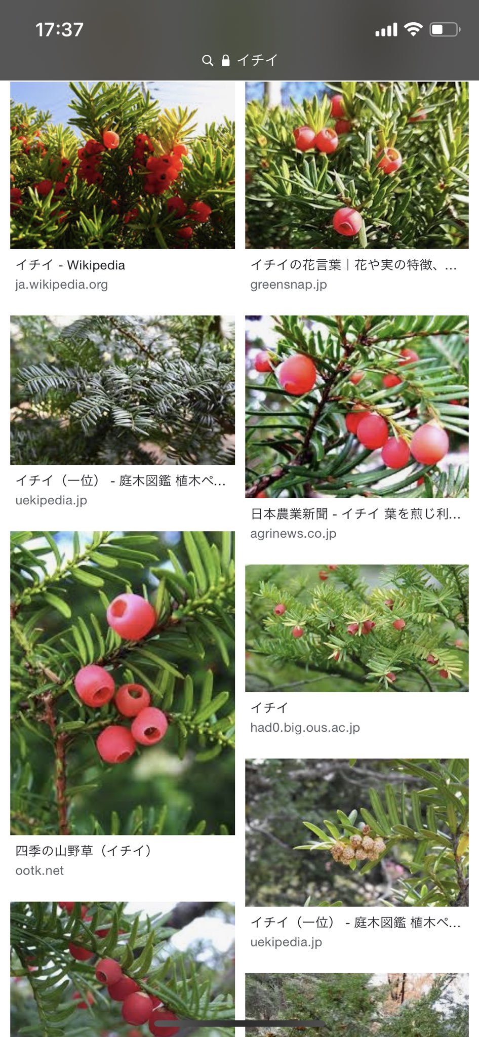 塩 ゆうたくんフィーチャー衣装の植物モチーフ イチイって意見も見たけど 実 み はそっくりだけど葉の付き方がちがう気もするんだよな なんだっけこういう葉の付き方する植物