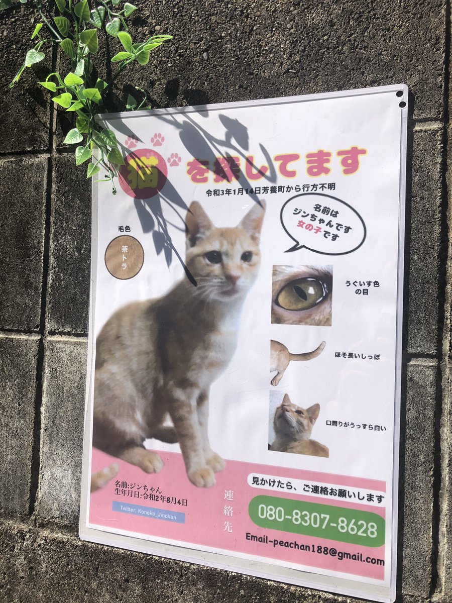 幼猫のジンちゃん探してます ジンちゃんは 生後6ヶ月で 大人の猫より少し小さい 遠くからじゃ分かりづらいかもしれないけど 近くで見るとまだ小さい若い猫だとわかる大きさ もう少し大きさとか 目撃した後にとってほしい行動とか わかりやすく伝わる 幼猫のジンちゃん探してます ジンちゃんは 生後6ヶ月で 大人の猫より少し小さい 遠くからじゃ分かりづらいかもしれないけど 近くで見るとまだ小さい若い猫だとわかる大きさ もう少し大きさとか 目撃した後にとってほしい行動とか わかりやすく伝わる