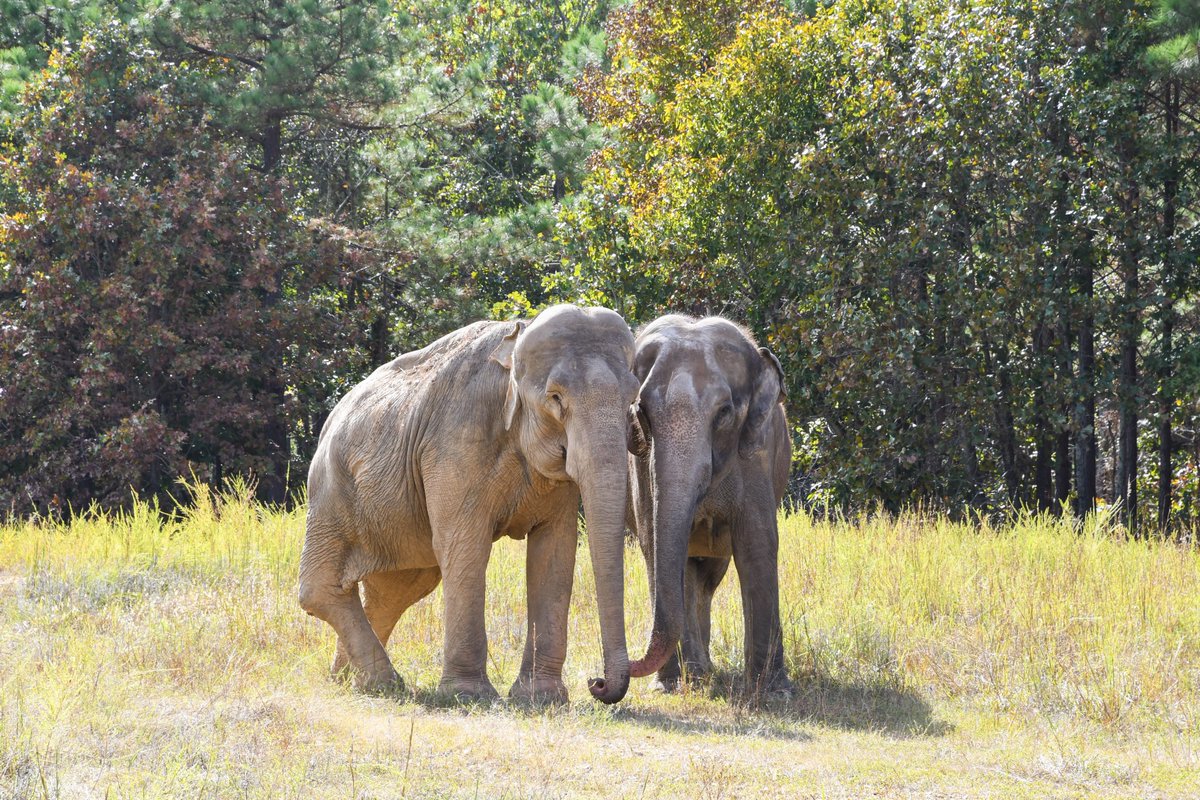 ZoosdelMundo's tweet image. 🔵 La muerte de Shirley en @ElephantsTN —a sus excepcionales 72 años de edad— deja tras de sí una biografía convulsa que refleja la trágica vida de muchos elefantes durante el pasado siglo XX.

📖🐘 Os invitamos a leerla en el tweet citado. 👇🏻