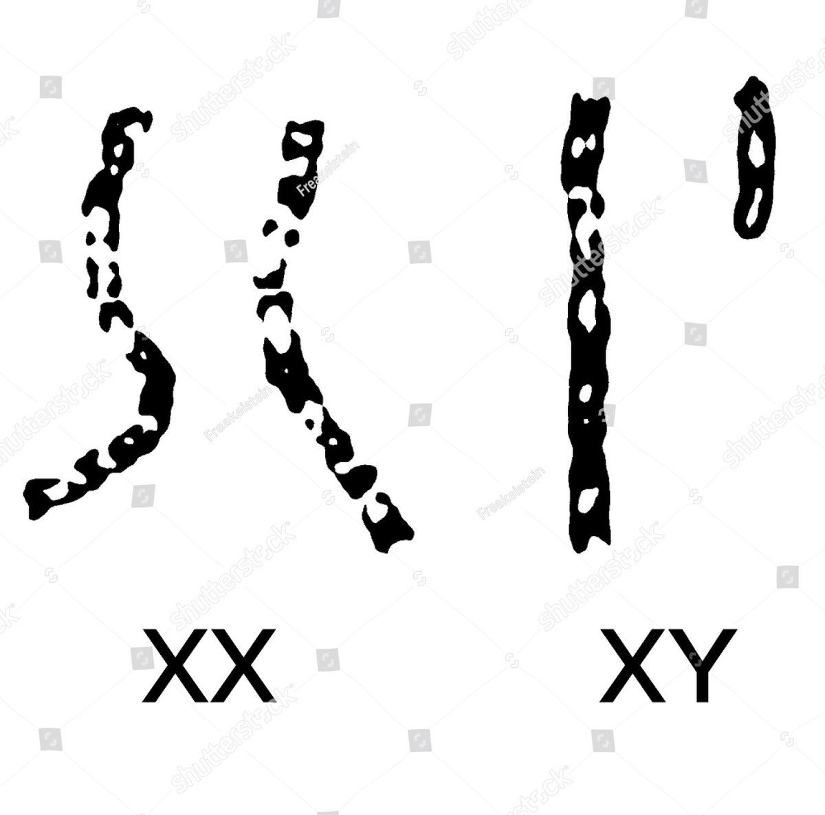 Xy хромосомы мужские. Икс и игрек хромосомы. Xy хромосомы. Xy хромосомы. Генетика хромосомы.