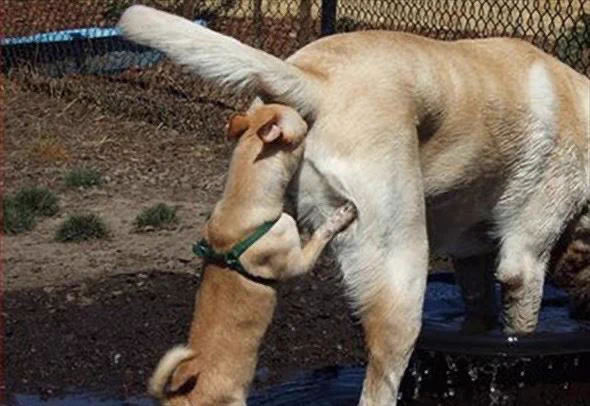 @tyomateee 入る穴を間違えた犬 