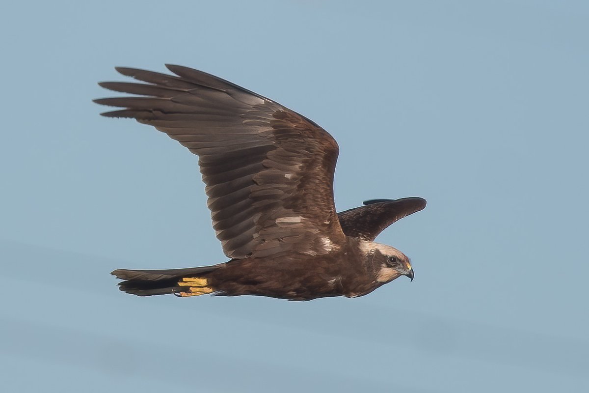 axbret's tweet photo. @teesbirds1 marsh harriers at teesmouth marsh,s https://t.co/FadN9Jrpim