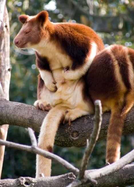 talei_luscia's tweet photo. I just learnt what a tree kangaroo is and I’m obsessed. https://t.co/xBauq9zvqX
