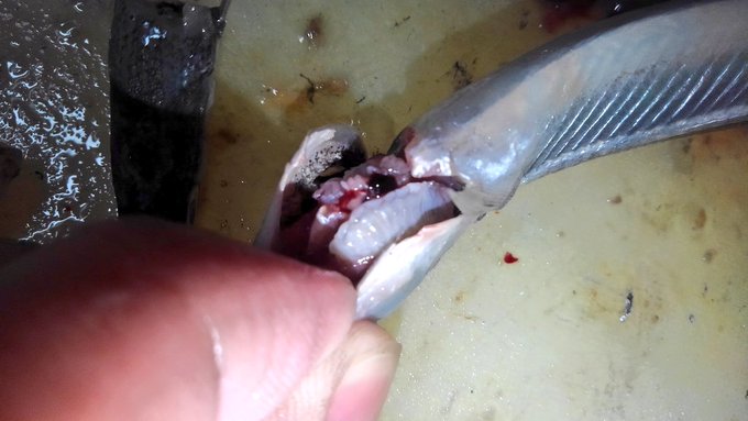 ブラジャーの日 ふそうのイラスト