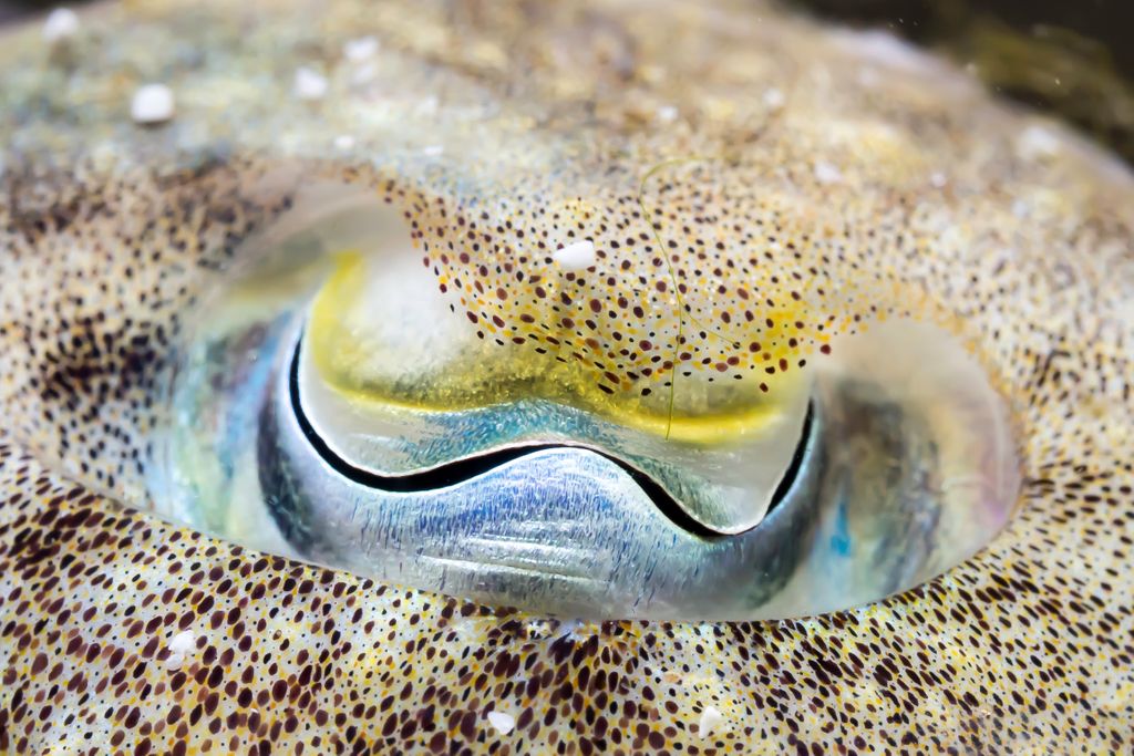 thembauk's tweet photo. We couldn't help but share one of our most charismatic #research species this #MolluscMonday. This beautiful eye belongs to a cuttlefish, with their distinctly shaped pupils enabling them to see almost completely behind themselves, with no blind spot! 🐙 🐚 🦑 https://t.co/hoj1SgpdKb