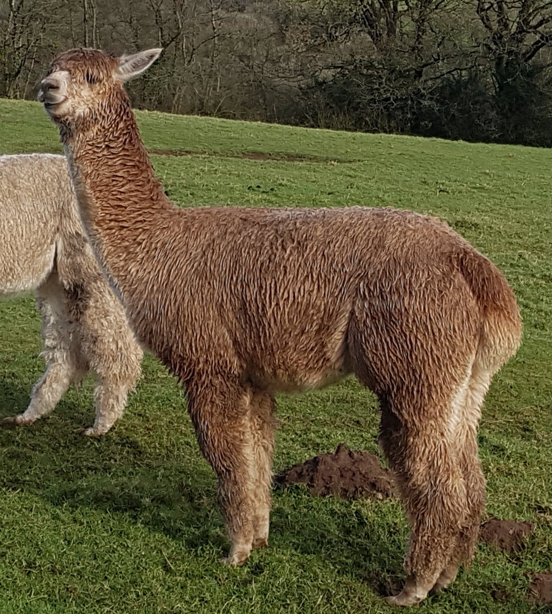 ukalpaca's tweet photo. One very went potential stud male wondering whether it is a good idea to live in Devon https://t.co/6jdB0GEMzD