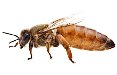 With the warmer weather over the last few days you might have been out to check your hives. If you found you need some early season queens for failed colonies get your orders in soon as we are filling up quickly!