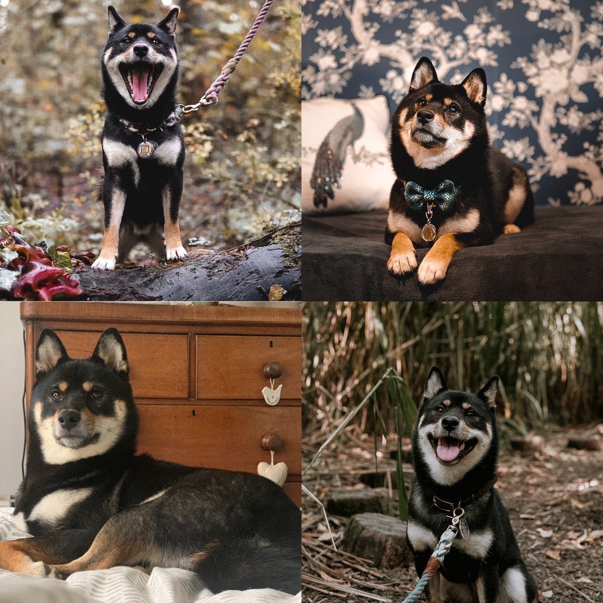 bethyvf_'s tweet photo. @lumiinteractive This is Kuma, my beautiful, sassy Japanese Shiba Inu and is almost 2 years old ❤️🥰  #kinderpets https://t.co/NTuvE6BGCe