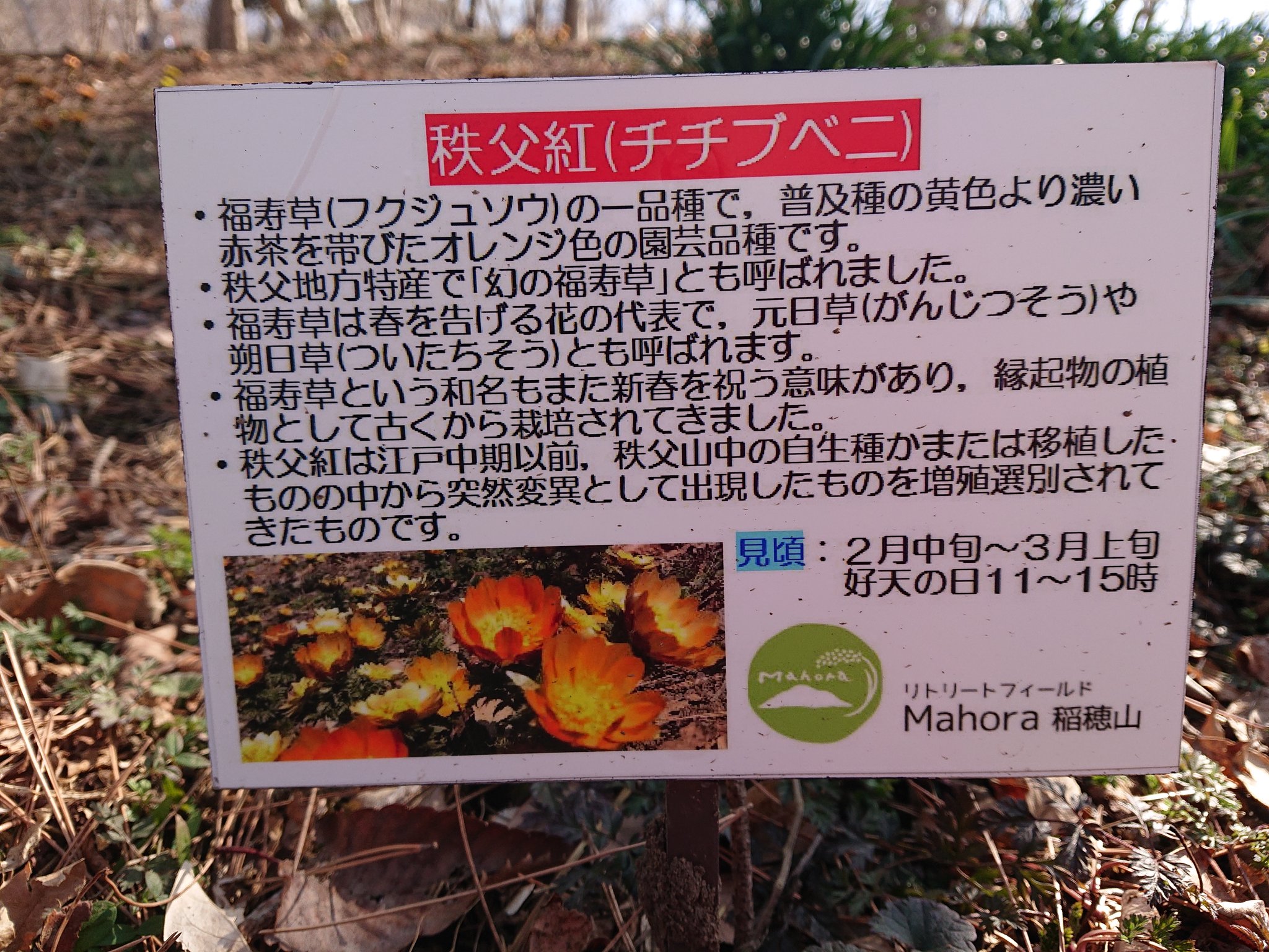 埼玉県秩父地域振興センター 皆野町 の リトリートフィールドmahora稲穂山 旧ムクゲ自然公園 では 秩父紅 ちちぶべに が見頃を迎えています 秩父紅 は 秩父固有のオレンジ色の福寿草 敷地内には約1万株が群生しています とても素敵です