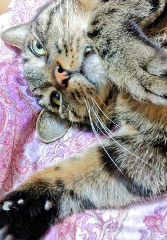 katore_chan's tweet photo. ねこの日😺
#キジトラ　#猫好き　#猫の日 https://t.co/ymZJiOGgow