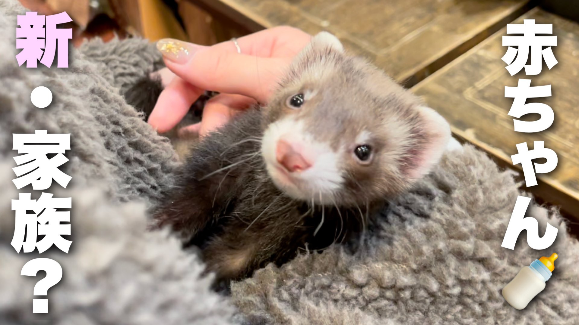 イタチのふう 超可愛い赤ちゃんフェレットをお迎え したい T Co Rjfqgow6vc T Co Xsgdypuv7p Twitter