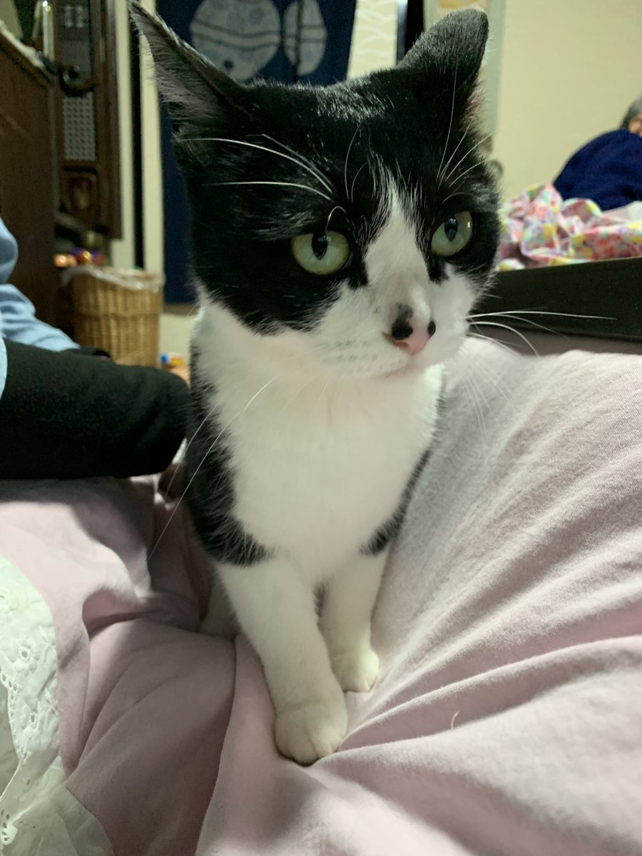 MYMuj38tBLhZeo2's tweet image. #猫の日 
今年もよろしくね🐱