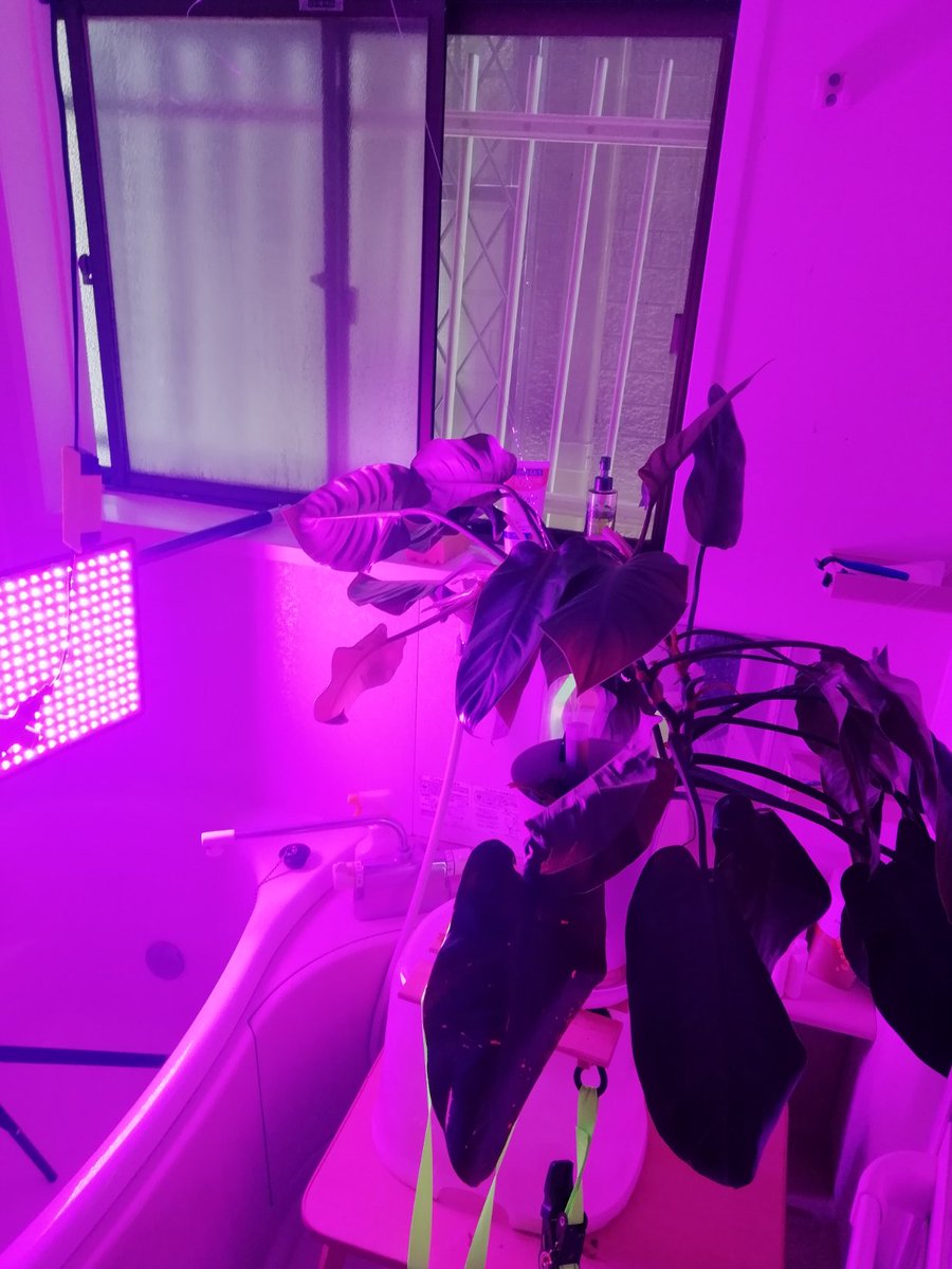 桜井は絵とか描く人だそーだ V Twitter カワムラシュウイチさんは浴室に観葉植物を設置 植物に快適な音や照明の装置が 儀式的なインスタレーションのように場を引き締める じつは植物自体を作者としてクレジット 展示を代行してもらっている とのこと レディ