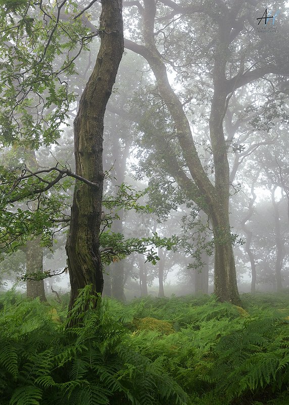 AlanHowe3's tweet image. From back when we were allowed to roam. Up to my armpits in the ferns in a local woodland on a foggy day. Wet boots and trenchfoot for all at the end of the day
@kasefiltersuk @benrouk1 @dartmoormag @dartmoornpa @uknationalparks @BBCWinterwatch @OPOTY @uklpoty #Dartmoor #Devon