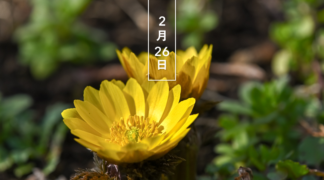 暦生活 こよみせいかつ Happy Birthday 今日の花はフクジュソウ 福寿草 花言葉は いつまでも幸せ です 日本全土の山野に生育 2月から5月にかけて 大きな黄金色の花を咲かせます 新春を祝うめでたい花とされ 別名はガンジツソウ 元日草
