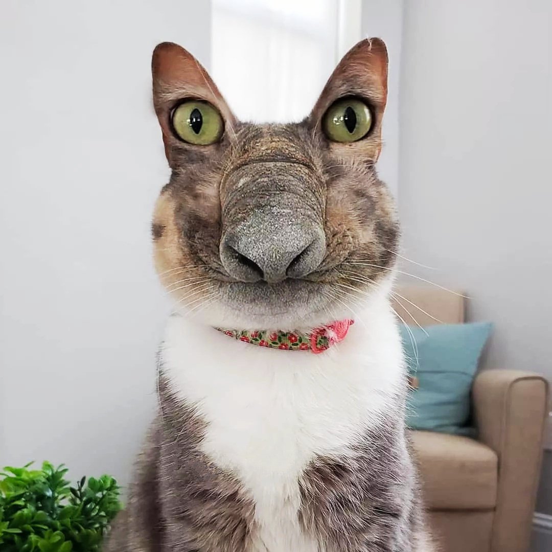 Кривой кот