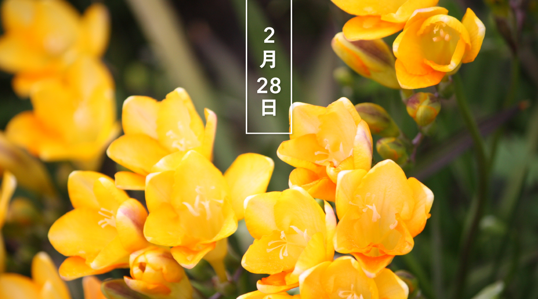 暦生活 こよみせいかつ Happy Birthday 今日の花はフリージア 黄 花言葉は 無邪気 です オランダで品種改良され 白 黄 紫などさまざまな色の花を６ １２輪咲かせます 花期は３ ４月 花には強い芳香があり 黄色の花は特に甘く香り