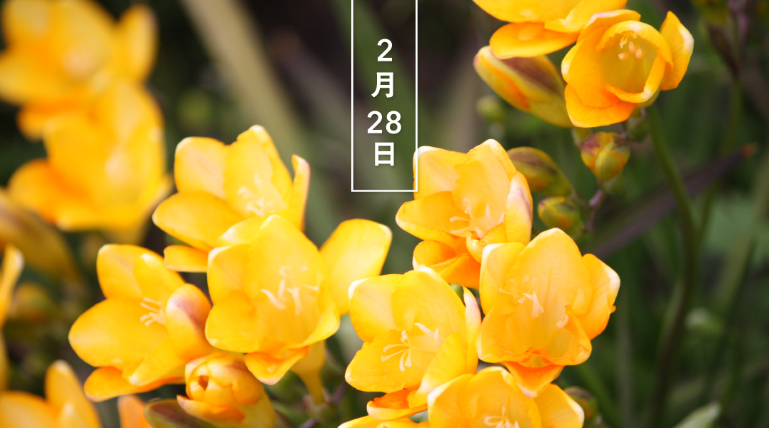 暦生活 こよみせいかつ Happy Birthday 今日の花はフリージア 黄 花言葉は 無邪気 です オランダで品種改良され 白 黄 紫などさまざまな色の花を6 12輪咲かせます 花期は3 4月 花には強い芳香があり 黄色の花は特に甘く香り 暦生活 こよみせいかつ Happy Birthday 今日の花はフリージア 黄 花言葉は 無邪気 です オランダで品種改良され 白 黄 紫などさまざまな色の花を6 12輪咲かせます 花期は3 4月 花には強い芳香があり 黄色の花は特に甘く香り