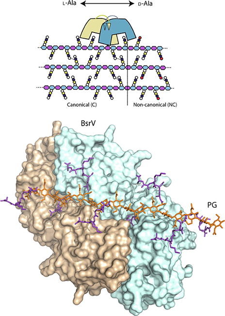 iqf_csic's tweet photo. #IQFRPaper Binding of non-canonical peptidoglycan controls Vibrio cholerae broad spectrum racemase activity
Collaboration with @umeauniversitet @CBMSO_CSIC_UAM
#NCDAA #BsrV #Peptidoglycan #VibrioCholera #NegativeFeedbackLoop
➡️https://t.co/racUf4gdPi https://t.co/Kozxr80cRx